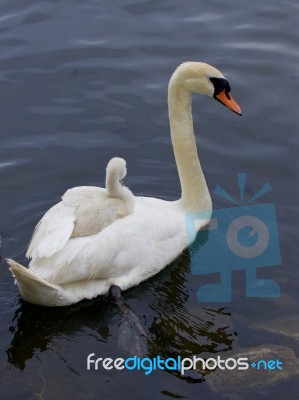 Mother-swan Is Carrying Her Chick On The Back Stock Photo