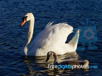 Mother-swan With Her Son Are Swimming Stock Photo