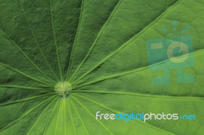 Motifs Of Lotus Leaf Stock Photo