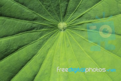 Motifs Of Lotus Leaf Stock Photo