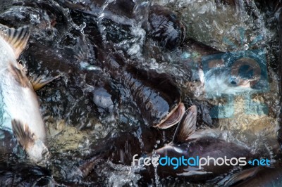 Motion Blur Image, Image Of Iridescent Shark Stock Photo