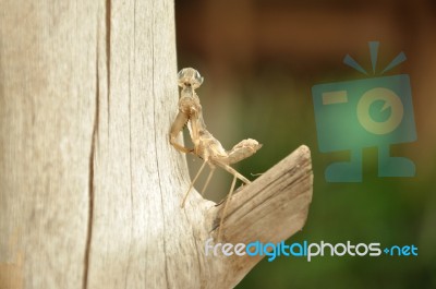 Moult Of Grasshopper Stock Photo