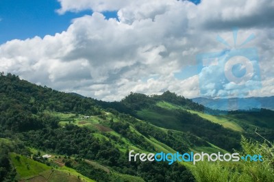 Mountain And Tree Tunnel Stock Photo