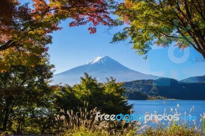 Mountain Fuji With Morning Light And Red Maples Leaves Tunnel Stock Photo