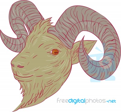 Mountain Goat Ram Head Drawing Stock Image