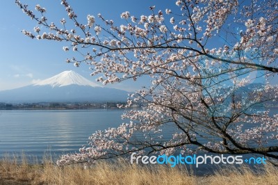 Mt Fuji And Cherry Blossom Stock Photo