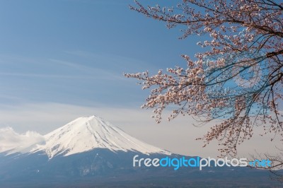 Mt Fuji And Cherry Blossom Stock Photo