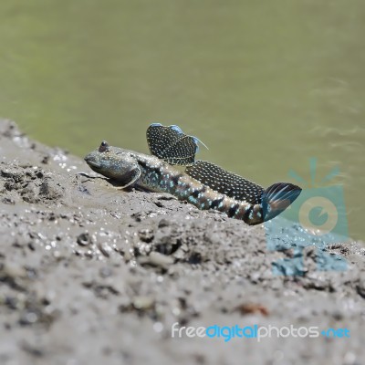 Mudskipper Stock Photo