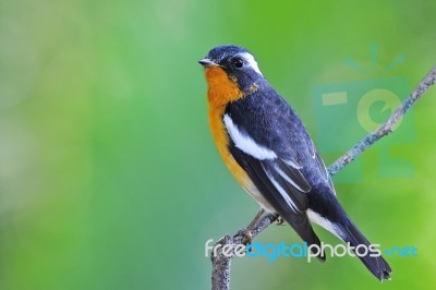 Mugimaki Flycatcher Stock Photo