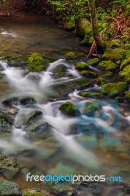 Muir Woods Stock Photo