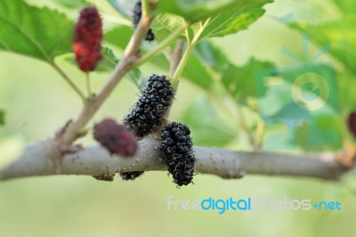 Mulberry Stock Photo