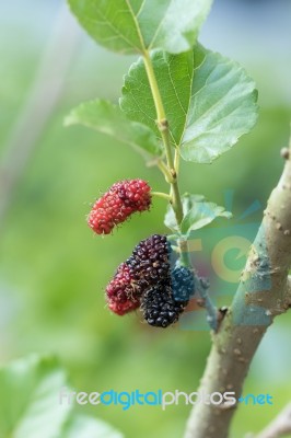 Mulberry Stock Photo