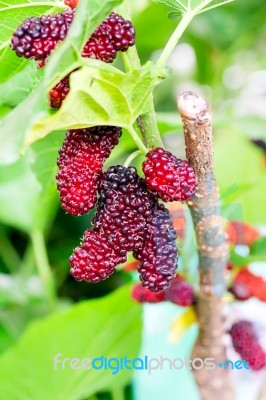 Mulberry Fruit Stock Photo