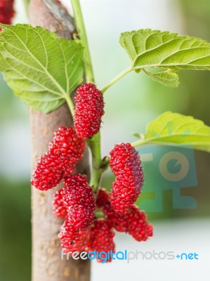 Mulberry On Tree Is Berry Fruit In Nature Stock Photo