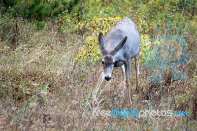 Mule Deer (odocoileus Hemionus) Stock Photo