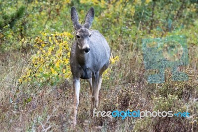 Mule Deer (odocoileus Hemionus) Stock Photo