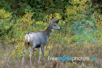 Mule Deer (odocoileus Hemionus) Stock Photo