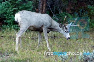 Mule Deer (odocoileus Hemionus) Stock Photo