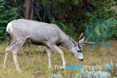 Mule Deer (odocoileus Hemionus) Stock Photo