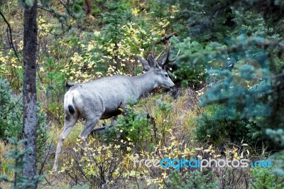 Mule Deer (odocoileus Hemionus) Stock Photo