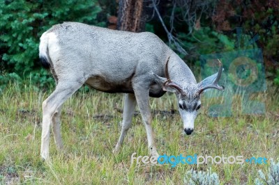 Mule Deer (odocoileus Hemionus) Stock Photo