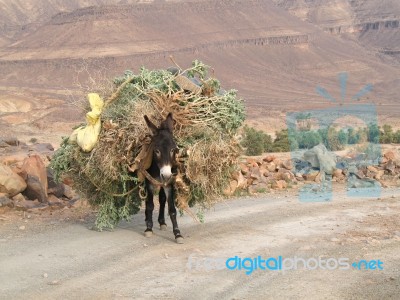 Mule In High Atlas Mountain Stock Photo