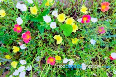 Multi Color Flowers On A Meadow In A Sunny Day Stock Photo