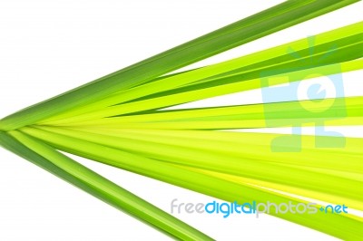 Multi Shade Green Leaf Stock Photo