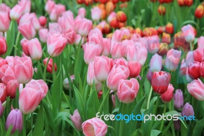 Multicolored Tulip Flowers Stock Photo