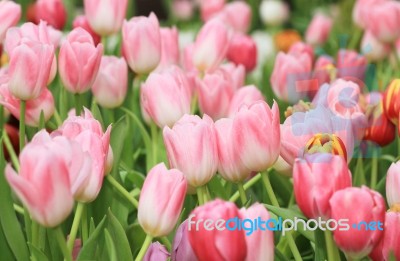 Multicolored Tulip Flowers Stock Photo