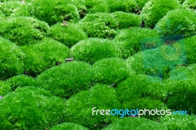 Multiple Grass Balls Top Side View Close Up Are Covered With Some Fraction Of Dry Leaves, Selective Focus Stock Photo