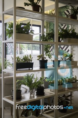 Multiple Green Plant Pots Display On Shelve Stock Photo