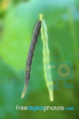 Mung Beans Old Black And Young Green Stock Photo