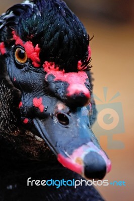 Muscovy Black Duck Stock Photo