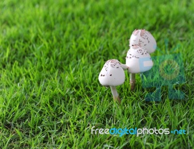 Mushroom Stock Photo