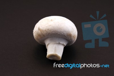 Mushroom Stock Photo