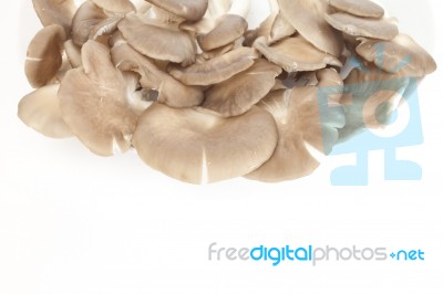 Mushroom Stock Photo