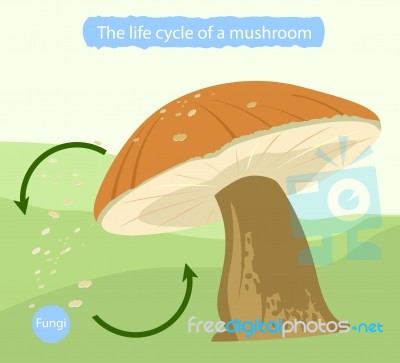 Mushroom Stock Image