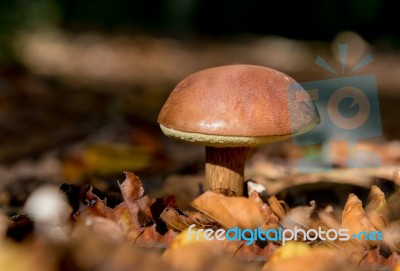 Mushroom Stock Photo