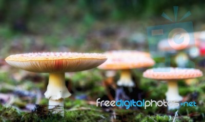 Mushroom Stock Photo