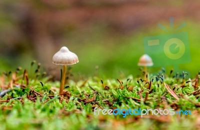 Mushroom Stock Photo