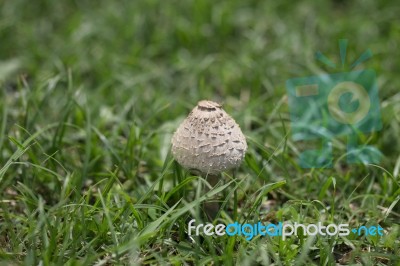 Mushroom Stock Photo