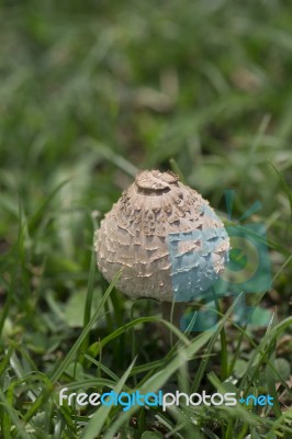 Mushroom Stock Photo