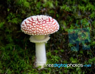 Mushroom Stock Photo