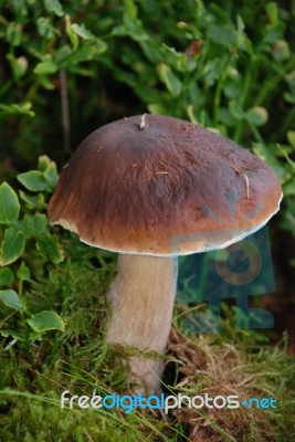 Mushroom Stock Photo