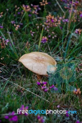 Mushroom Amongst Heather Stock Photo