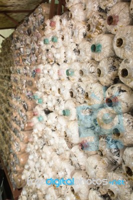 Mushroom Farm Stock Photo