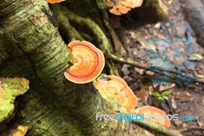 Mushroom Growth On Roots Tree Stock Photo