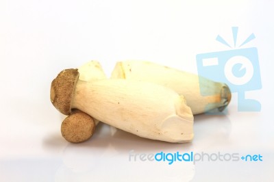 Mushroom On White Background Stock Photo