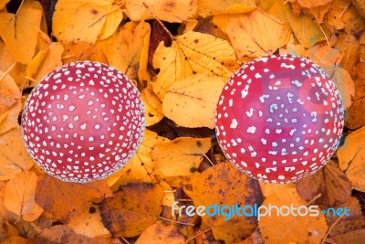 Mushrooms Stock Photo